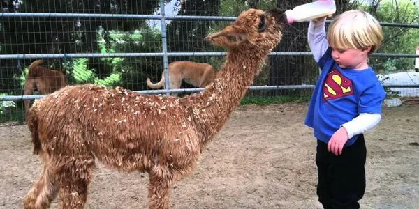 petition: Please help SAVE the Pony Rides & Petting Farm at the ...