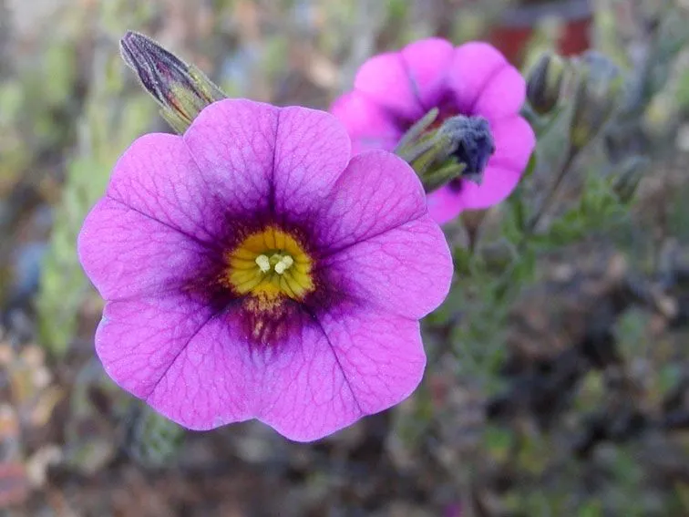 Petunias y Calibrachoas, nativas de la Argentina