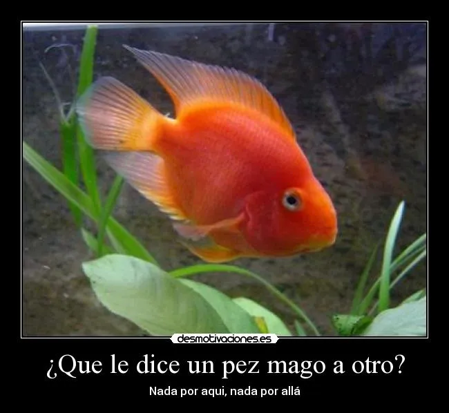 Que le dice un pez mago a otro? | Desmotivaciones