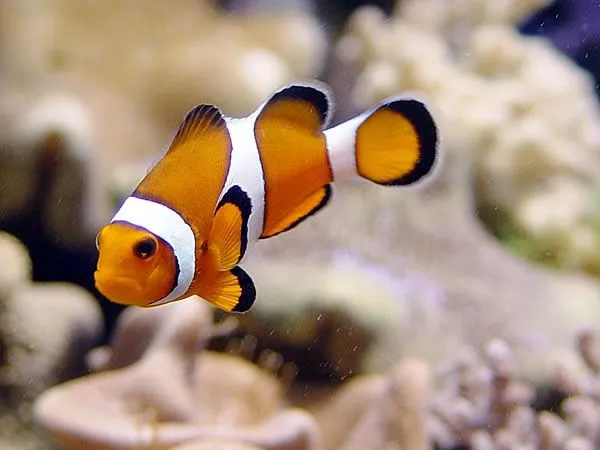 Pez Payaso – Amphiprion | EnciclopediA Animal