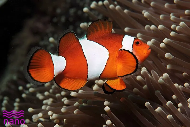 Pez payaso oriental ( Amphiprion percula )- Nano Fotosub