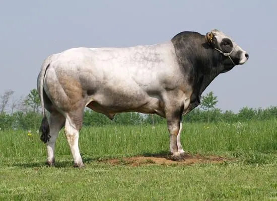 La raza Piemontese