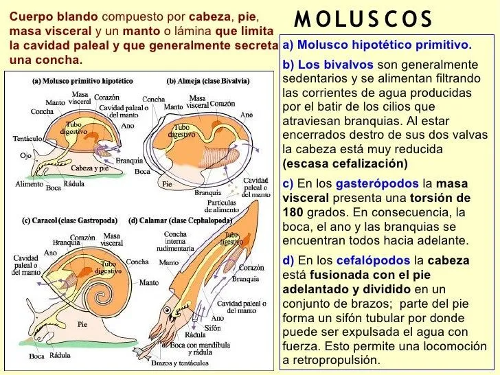 Phillum Moluscos