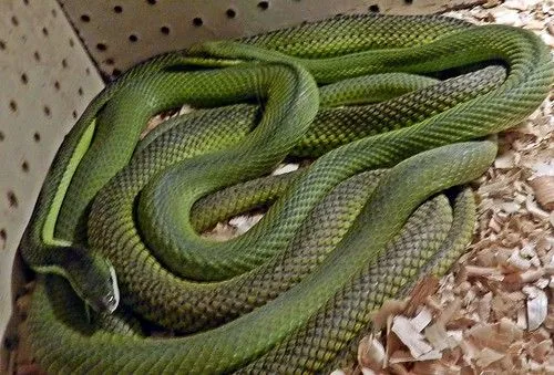 Philodryas baroni (culebra verde) - Imágenes del Mundo Animal ...