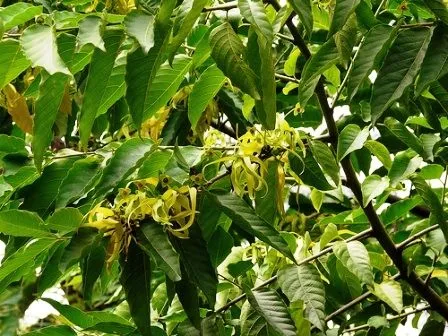 Piante da frutto e ornamentali tropicali e subtropicali, di Fabio Maio