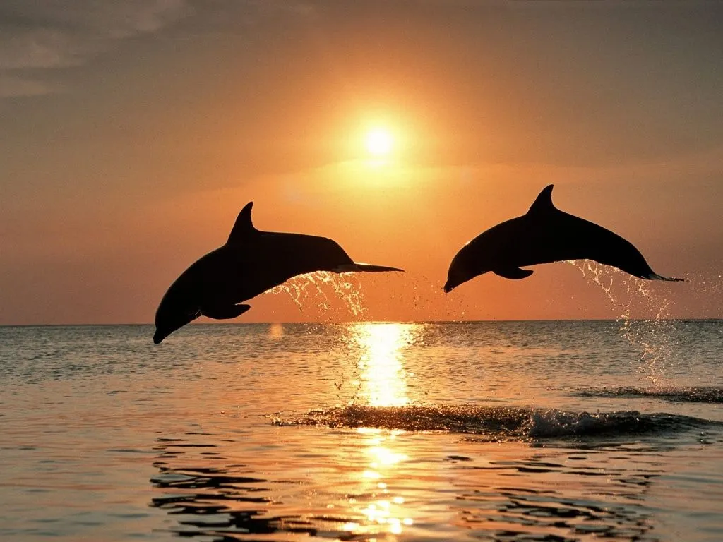 wallpaper: wallpaper animales | Delfines al Atardecer