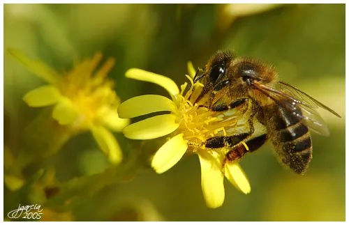 La picadura de la abeja o la mordedura de la avispa?: Dudo | Neverland