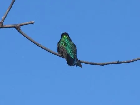 Picaflor | AVES DE TU ZONA Tigre, Nordelta, Argentina | Page 2