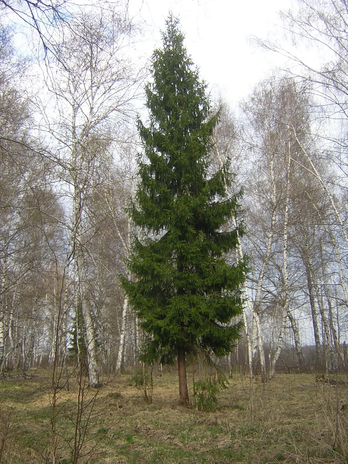 La pícea es el árbol más antiguo - Verde Para El Mundo