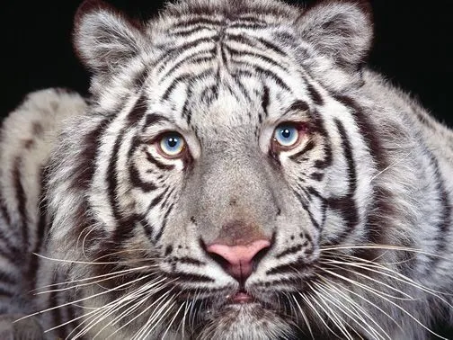 Pics For > Tigre Siberiano Blanco