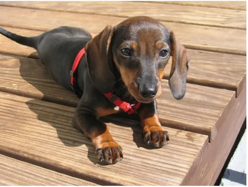 picture of a beautiful winnie dog dachshund puppy in two toned ...