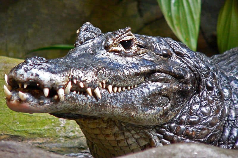 Picture 3 of 8 - Pictures and Images - Caiman (Caimaninae ...