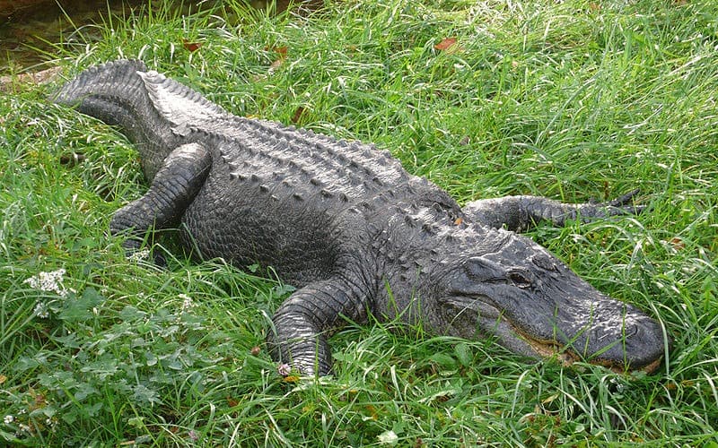 Picture 2 of 7 - Pictures and Images - Alligator (Alligator ...