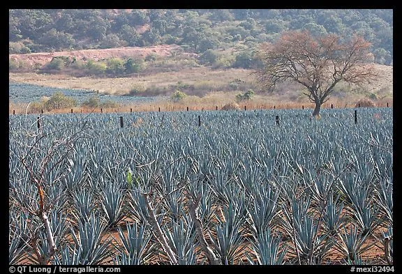 Picture/Photo: Agave plantation and tree. Mexico