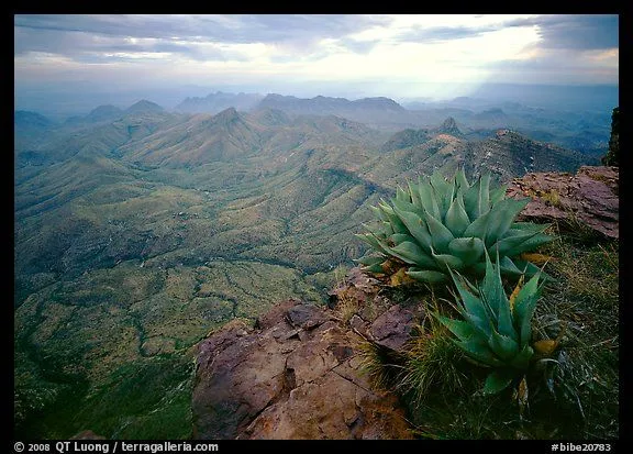 Picture/Photo: Agave plants overlooking desert mountains from ...