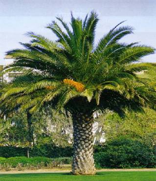 Diseño de jardines y obras de jardinería en Vizcaya, Kasuku jardinería