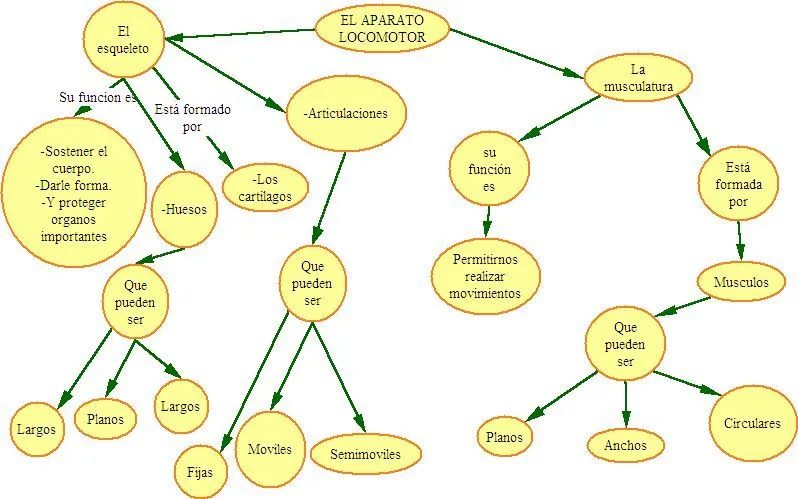 La piedra del OVNI.: Esquema del aparato locomotor.