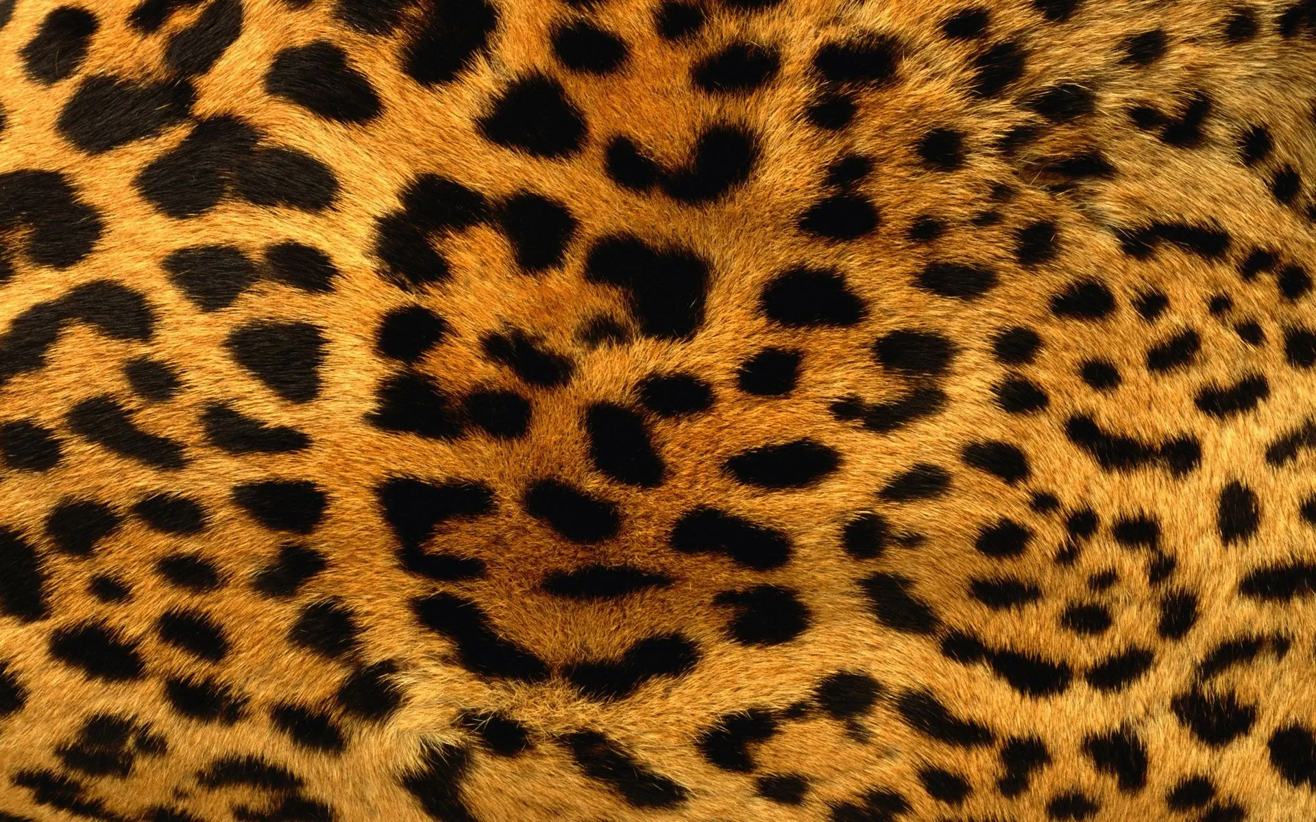 piel-de-leopardo.jpg