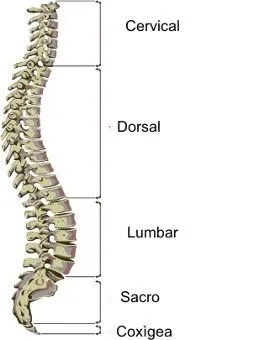 Debajo de la piel: Huesos del Tronco