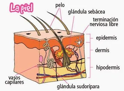 La piel y sus partes - Imagui