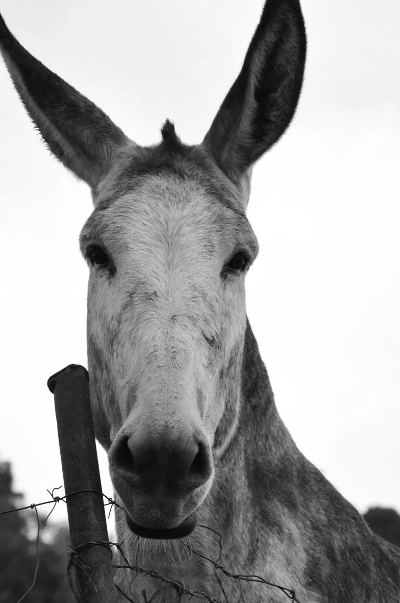 PIENSO LUEGO ME OBTURO: ¡Que burro eres!