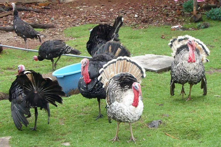 PIENSO POLLOS Y PAVOS