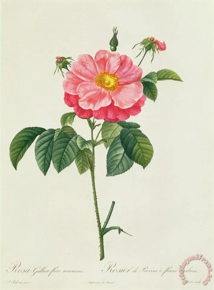 Pierre Joseph Redoute Rosa Gallica Flore Marmoreo painting - Rosa ...