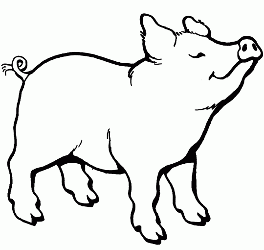 Pig Coloring Page : Animal Coloring Book - Animal coloring page ...