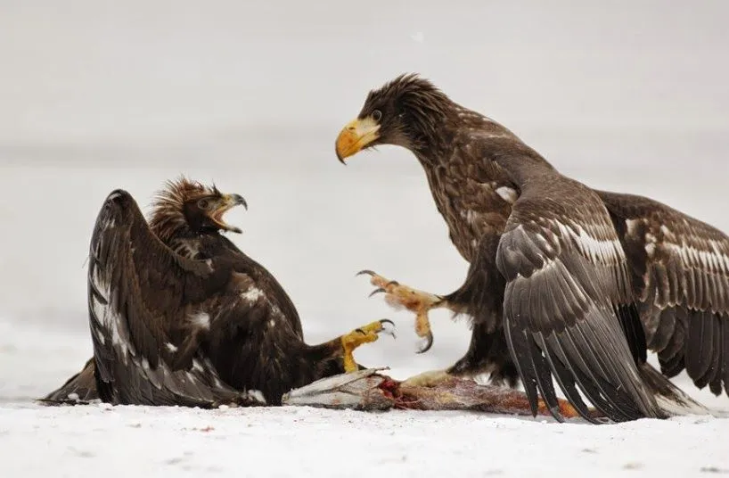 Pigargo de Steller, el águila marina más grande | Águilas del mundo