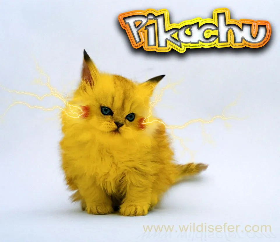 Pikachu real gato by ferchito1w08 on DeviantArt