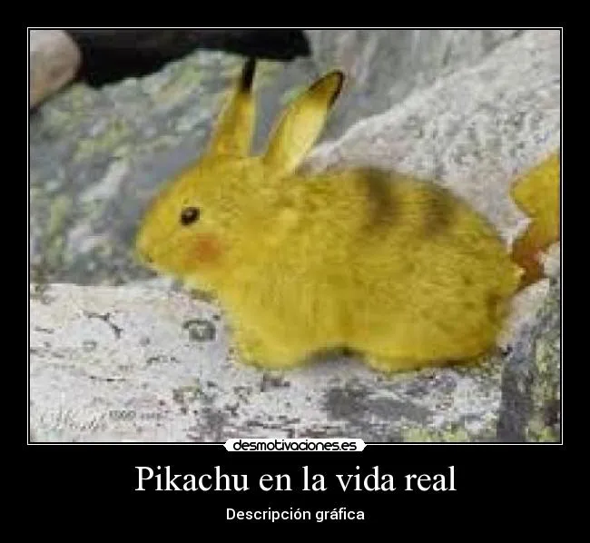 Pikachu en la vida real | Desmotivaciones