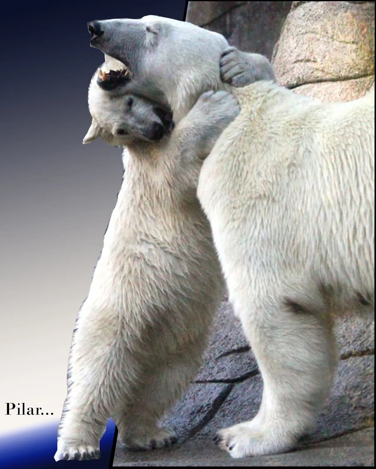 PILAR Y SUS COMPLICES: OSO POLAR EN AALBORG ZOO DE DINAMARCA