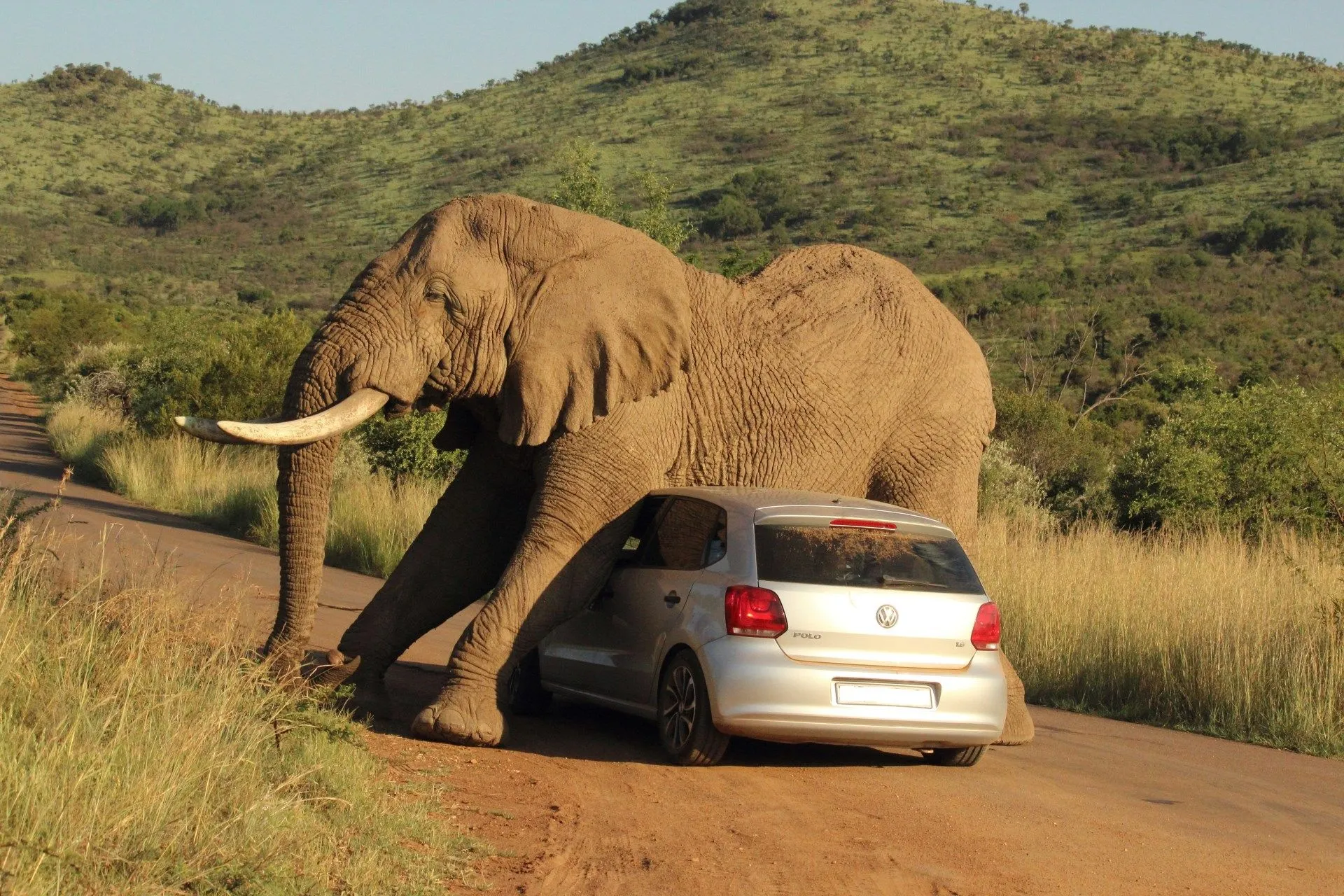 Pillan a un elefante rascándose con un Volkswagen Polo - Libertad ...