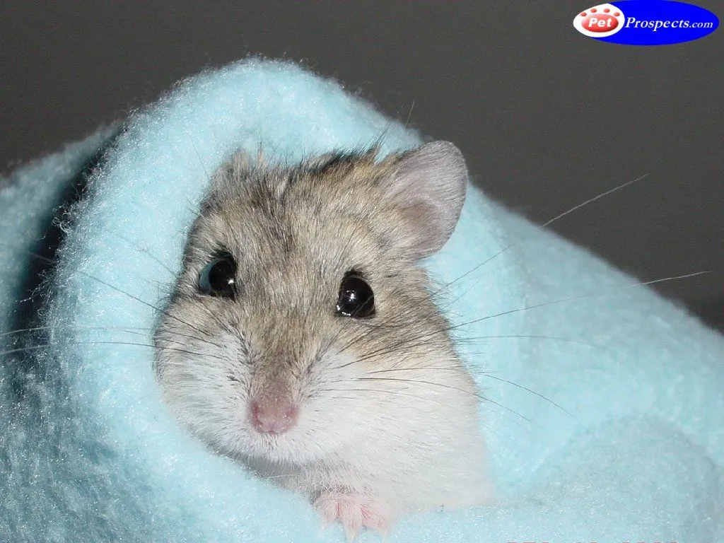  ... hamster como estas imagenes son muy lindos y tiernos y siempre estan