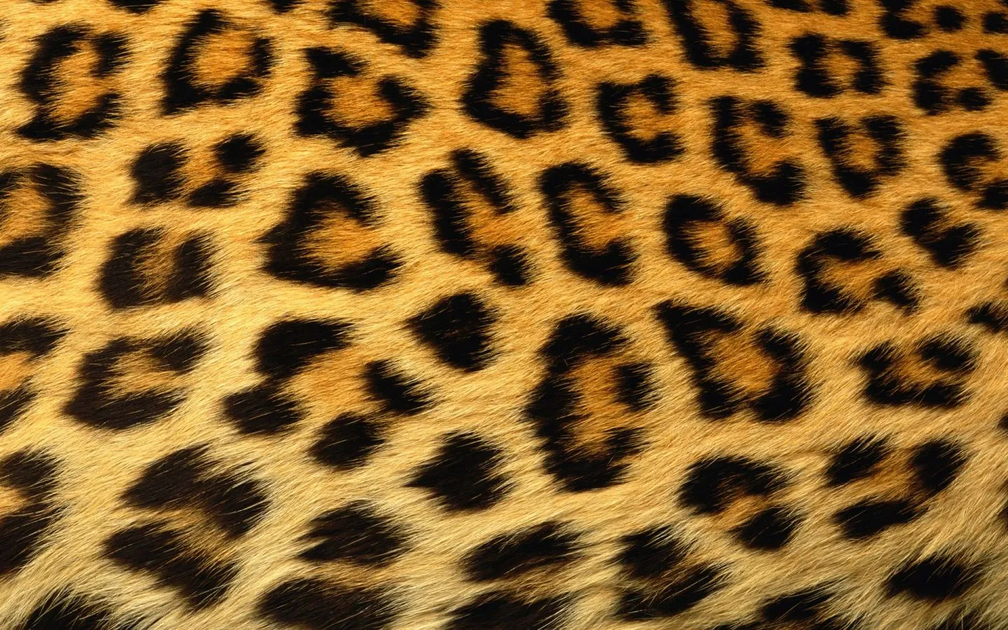 Pin Animal Printleopard Print 2 Backgrounds Wallpapers on Pinterest