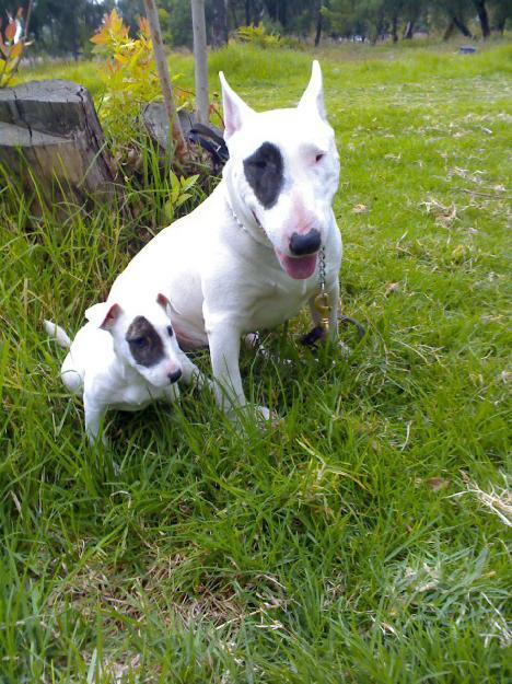 El Pueblo Peludo: Bull Terrier