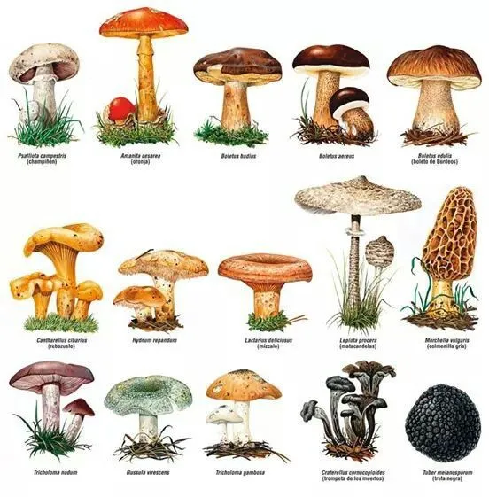 Pin by Ana Rosa Torres Montañez on Ongos (Mushroom) | Pinterest