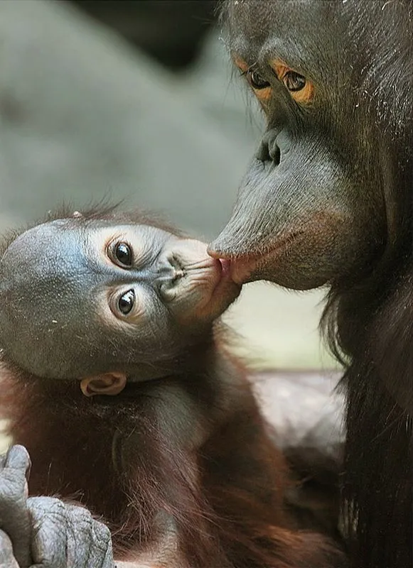 Pin by Charlotte Lyngberg on Animaux | Animals kissing, Pet birds, Animals  beautiful