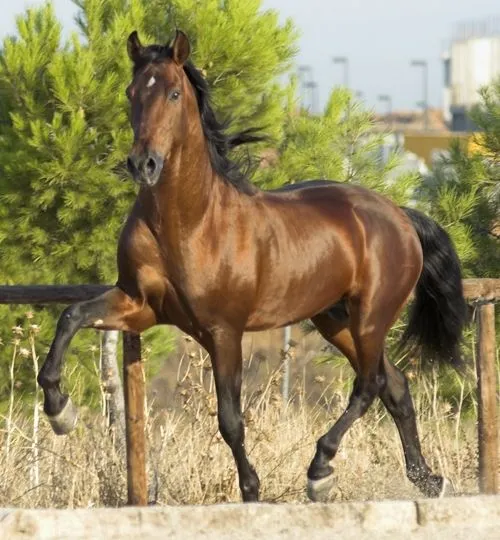 Los caballos son los animales mas bonitos y especiales del mundo