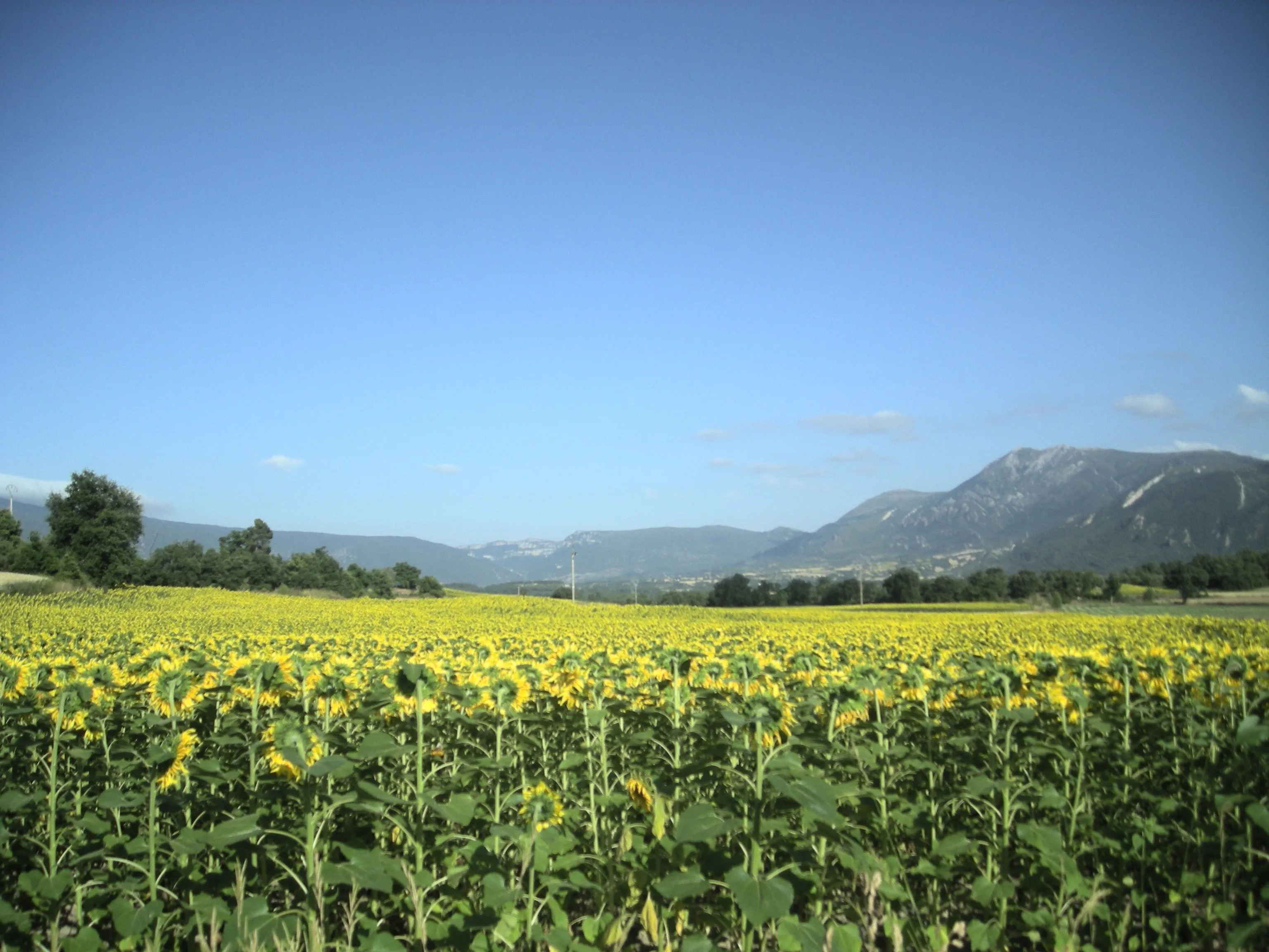 Pin Campos De Girasoles on Pinterest