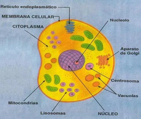 Dibujo de la celula animal con sus partes - Imagui