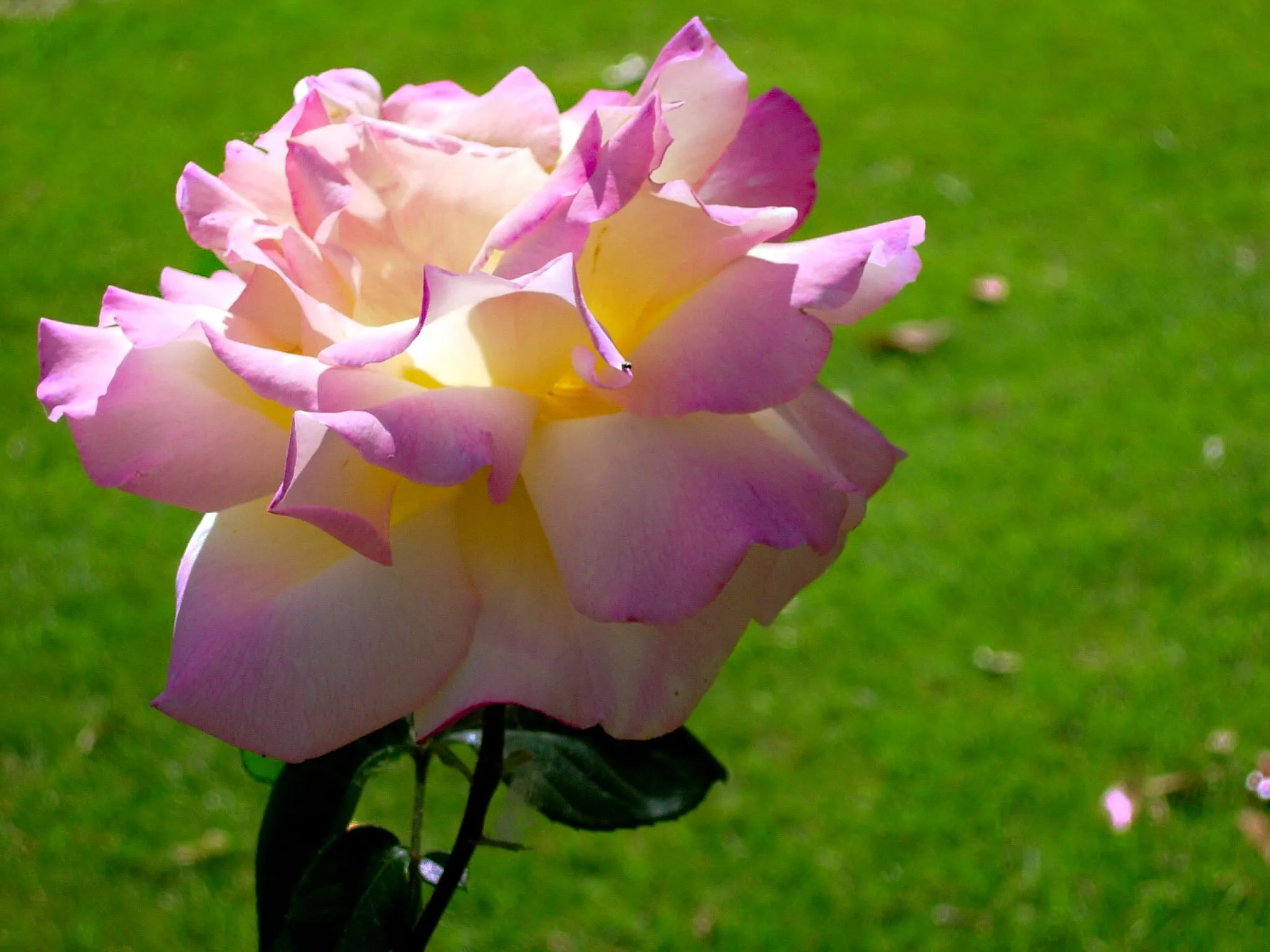 Las flores hermosas del mundo - Imagui