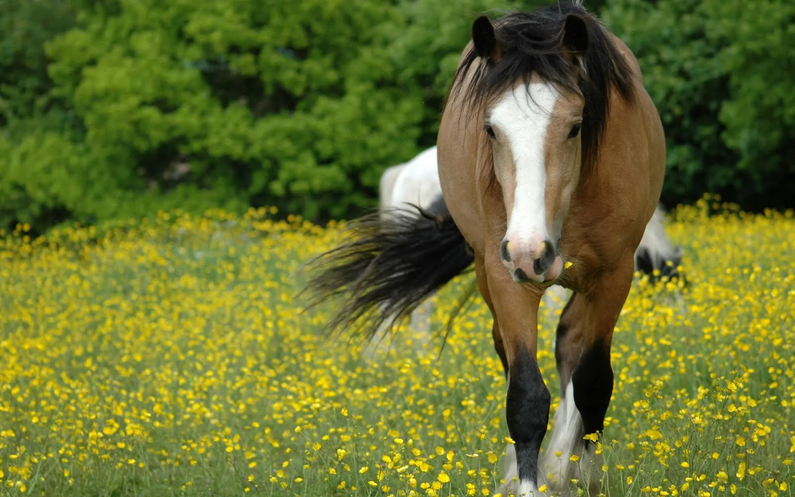 Pin Fotos De Caballos Arabes Bonitos on Pinterest