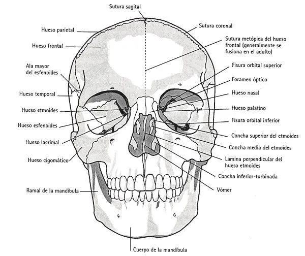 Pin de Grecia Ruano en Sport!!! | Huesos del craneo, Craneo, Craneo dibujo