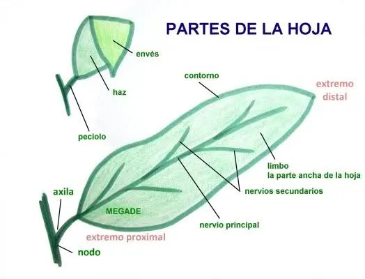 BLOG ESCOLAR: DIBUJO DE PARTES DE LA HOJA