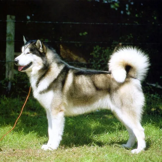 Perros lobo siberianos - Imagui