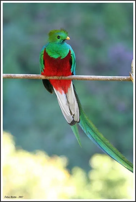 José Cumes Tuy: EL QUETZAL, AVE NACIONAL DE GUATEMALA