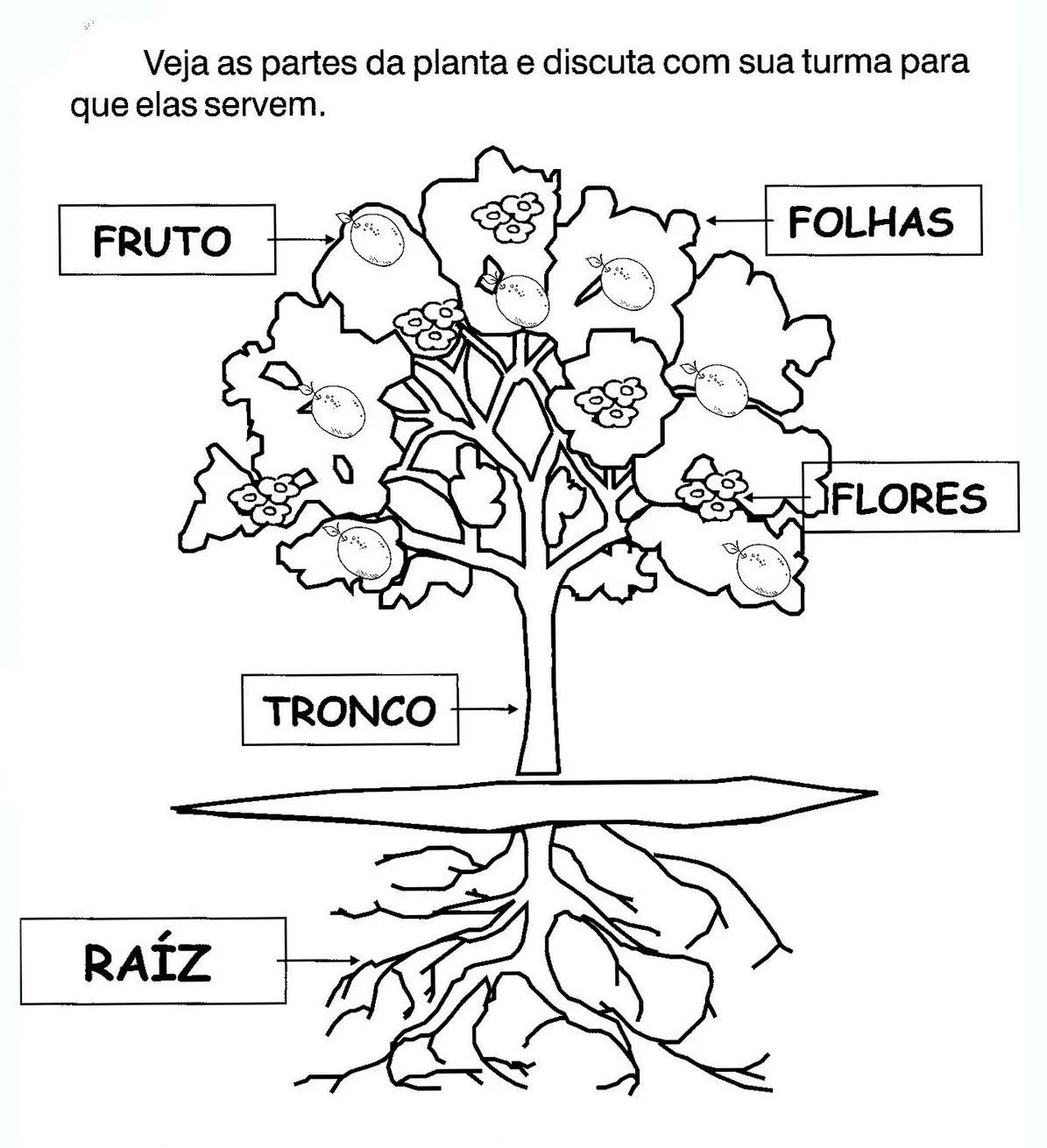 Pin Partes De Una Planta Para Colorear Dibujos Imagixs Pelautscom ...