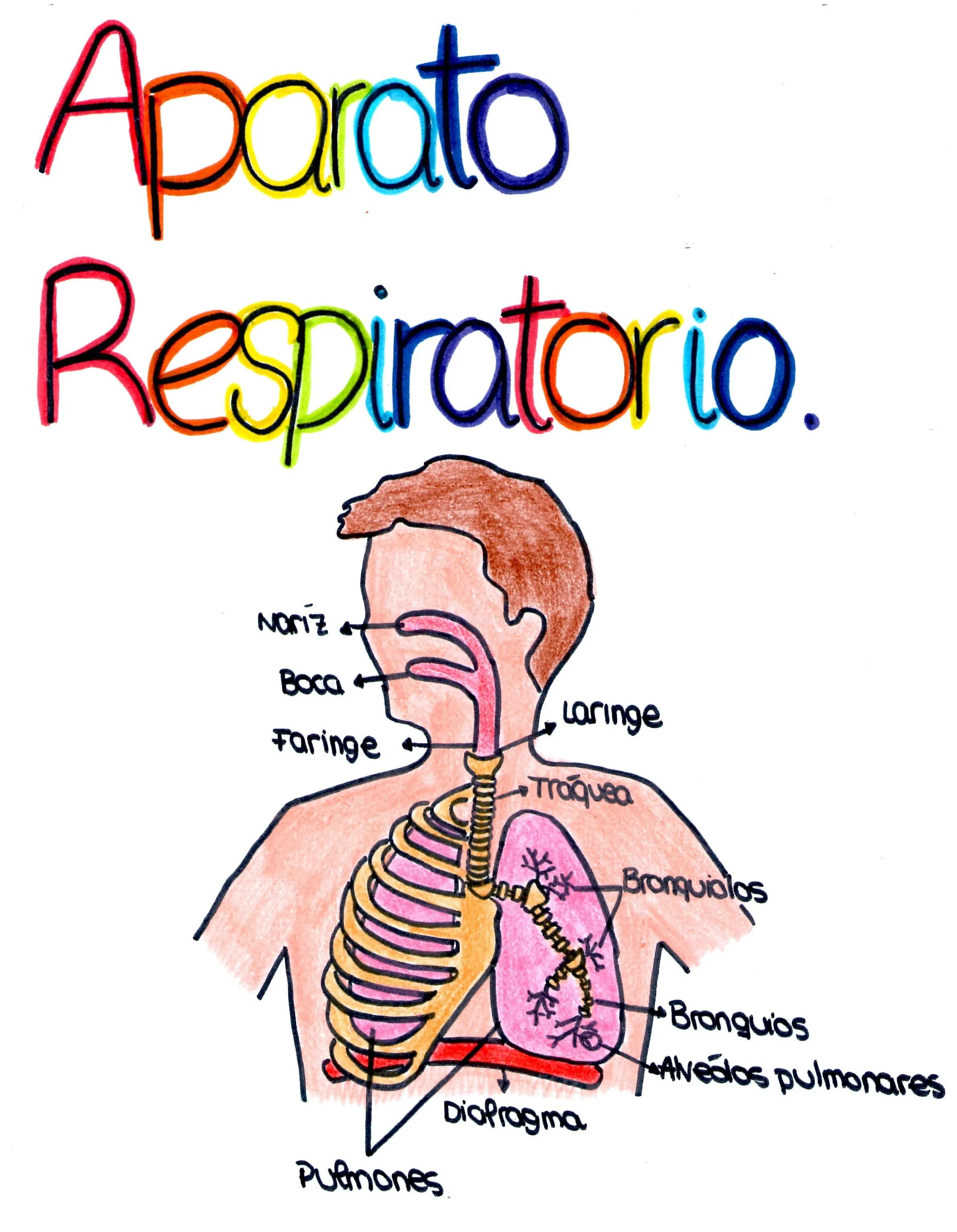 Esquema del aparato respiratorio para niños - Imagui