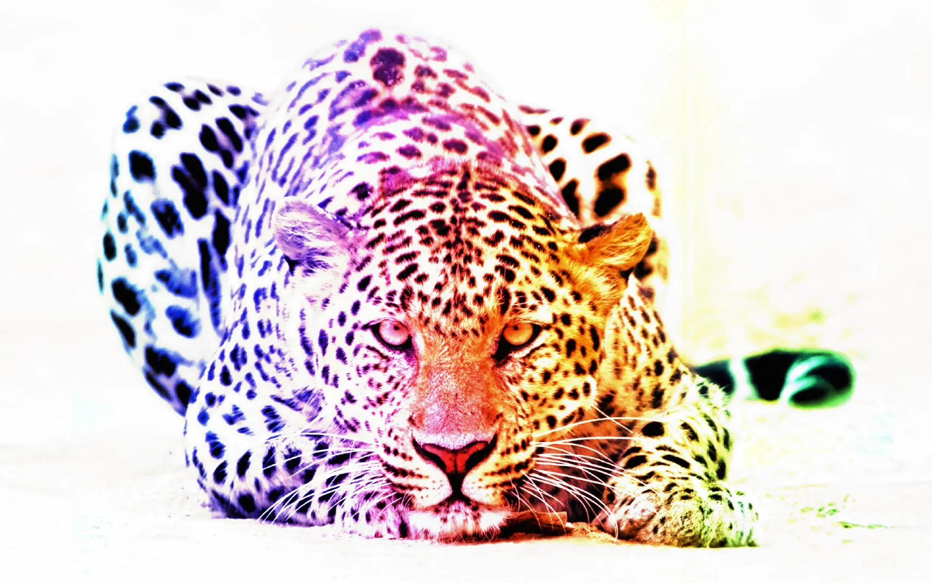 Pin Rosa Leopardo Fondos De Pantalla E 1 Of 2 on Pinterest